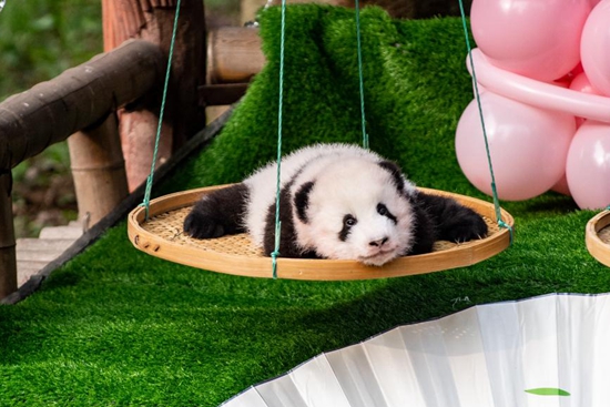 Giant panda twins meet public in China zoo