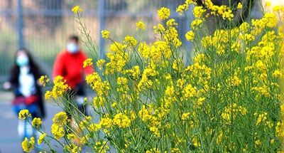 Spring scenery of wetland park in Shanghai