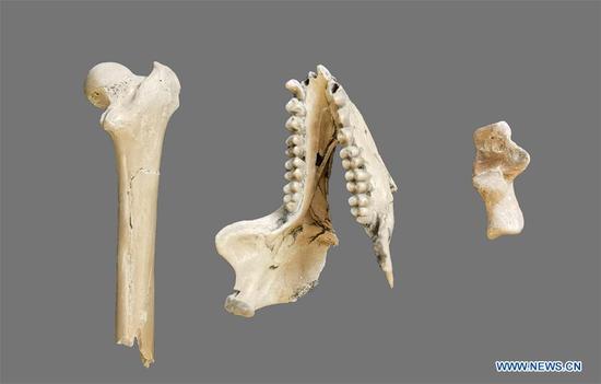 Photo taken on Aug. 17, 2020 shows the Mesopithecus fossils unearthed from Zhaotong, southwest China's Yunnan Province. Scientists from China, the United States, Greece and Australia have confirmed the discovery of a collection of Mesopithecus fossils dating back about 6.4 million years in southwest China's Yunnan Province. (Photo by Yang Xin/Xinhua)