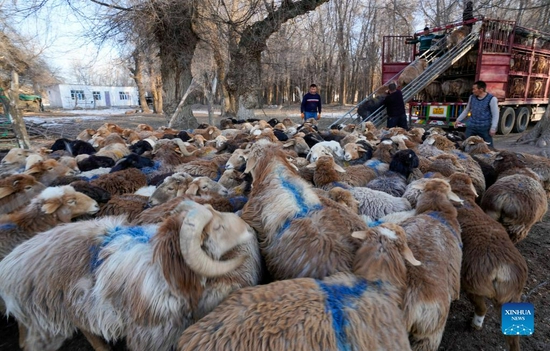Herders load their livestock onto a truck as they move to winter pastures in Huocheng County, northwest China's Xinjiang Uygur Autonomous Region, Nov. 24, 2021. Local herders in Huocheng County are moving their livestock to winter pastures as the weather gets colder. (Xinhua/Zhao Ge) 