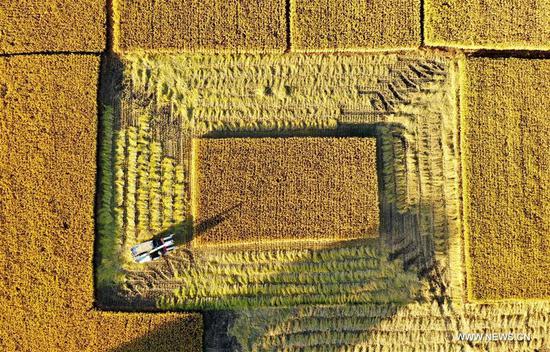 Aerial photo taken on Oct. 18, 2020 shows a farmer harvesting rice in Jiangzhuang Village in Luanzhou, north China's Hebei Province. (Xinhua/Mu Yu)