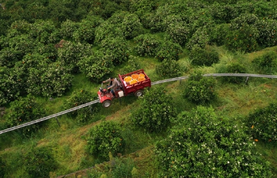 Aerial photo taken on March 31, 2021 shows a farmer transporting newly harvested oranges on a track in Santuo Village of Anping Town, Fengjie County, southwest China's Chongqing. (Xinhua/Wang Quanchao)