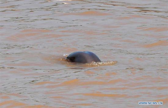 A finless porpoise swims in the Yangtze River in Yichang, central China's Hubei Province, Aug. 3, 2020. The finless porpoise, an endemic species in China, is an important indicator of the ecology of the Yangtze. (Photo by Wang Gang/Xinhua)
