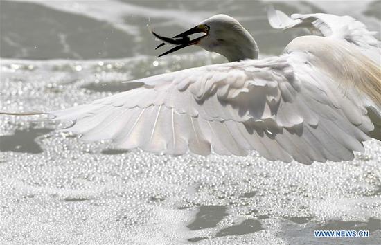 An egret catches a fish on the Yundang Lake in Xiamen, southeast China's Fujian Province, Sept. 20, 2020. The number of birds is on an upward trend in Xiamen as local ecological environment continues to improve. (Xinhua/Wei Peiquan)