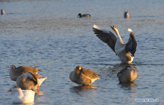  Water birds gather near an islet on the Hunhe River in Shenyang, northeast China's Liaoning Province, Jan. 18, 2021. (Xinhua/Yang Qing)