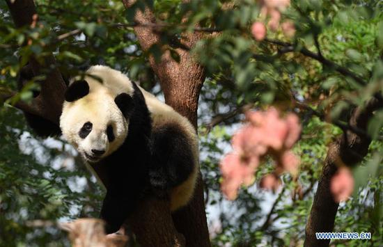 Giant pandas are seen at the Qinling research center of giant panda breeding in Zhouzhi County, northwest China's Shaanxi Province, Sept. 23, 2020. The center undertakes the tasks including field rescue, disease control, species breeding and nutrition research in feeding, that are specific to giant pandas living in Qinling Mountains. A total of 31 giant pandas live in the center at present and are taken care of by over 20 full-time feeders. (Xinhua/Liu Xiao)