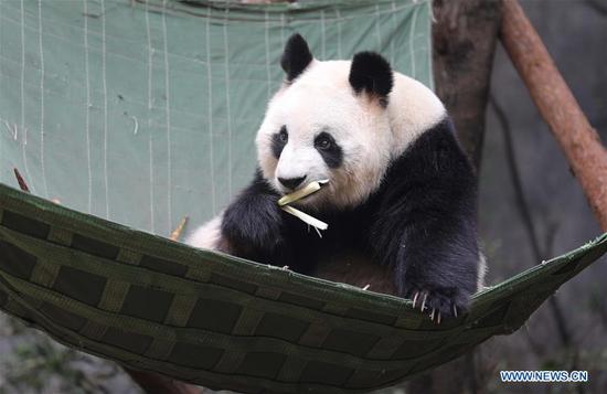 A giant panda is pictured at Chengdu Research Base of Giant Panda Breeding during a theme event marking International Panda Day in Chengdu, southwest China's Sichuan Province, Oct. 27, 2020. (Xinhua/Xu Bingjie) 