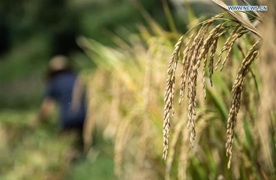 A farmer reaps rice in Muze Village of Zhongzhai Miao-Yi-Buyi Town of Liuzhi special region, Liupanshui City, southwest China's Guizhou Province, Sept. 21, 2020. A total of 120,000 mu (8,000 hectares) rice ushered in harvest season recently in Liuzhi. (Xinhua/Tao Liang)