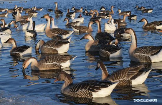 Water birds gather near an islet on the Hunhe River in Shenyang, northeast China's Liaoning Province, Jan. 18, 2021. (Xinhua/Yang Qing)