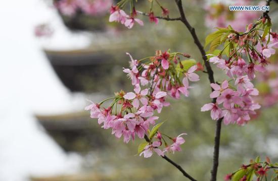 Photo taken on March 3, 2021 shows a view of blooming cherry blossoms by the East Lake in Wuhan, central China's Hubei Province. The cherry blossom festival kicked off in Wuhan on Wednesday, welcoming frontliners who fought in Hubei to aid local COVID-19 pandemic control efforts in 2020. (Xinhua/Cheng Min)