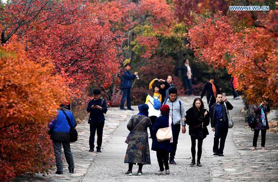 Red leaves attract tourists at Badachu Park in Beijing - Life & Culture