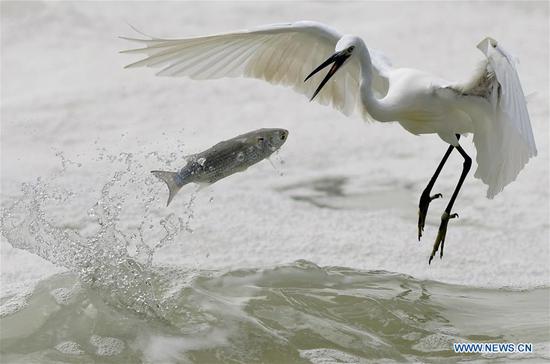  An egret catches a fish on the Yundang Lake in Xiamen, southeast China's Fujian Province, Sept. 20, 2020. The number of birds is on an upward trend in Xiamen as local ecological environment continues to improve. (Xinhua/Wei Peiquan)