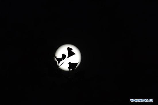  Photo taken on Aug. 3, 2020 shows the full moon in Chengdu, southwest China's Sichuan Province.  The full moon appeared on Monday, which is the fourteenth day on the sixth month of the Chinese lunar calendar.  (Xinhua)