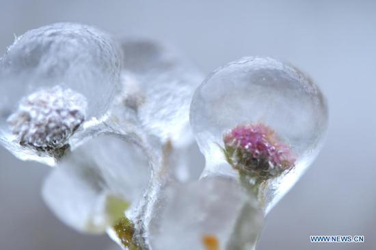 Photo taken on Nov. 24, 2020 shows flowers covered with ice in Xuan'en County, Enshi Tujia and Miao Autonomous Prefecture, central China's Hubei Province. (Photo by Song Wen/Xinhua)
