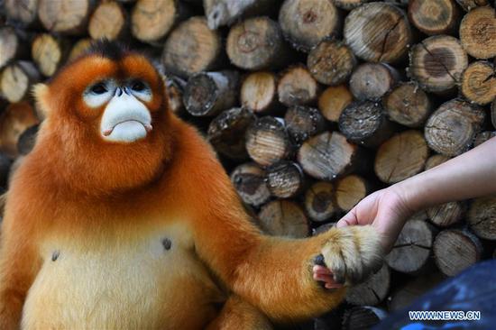  A golden snub-nosed monkey is pictured shaking 