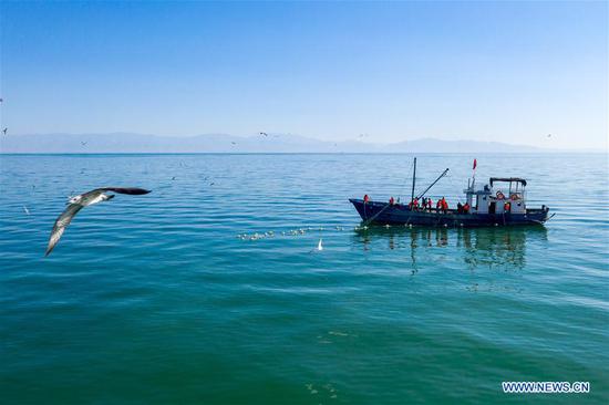 Aerial photo taken on Aug. 8, 2020 shows fishermen hauling fishing nets in Bostan Lake in Bohu County, northwest China's Xinjiang Uygur Autonomous Region. (Photo by Nian Lei/Xinhua) 