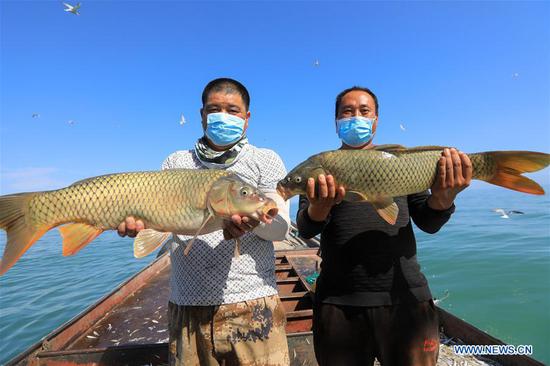 Fishermen show captured fish in Bostan Lake in Bohu County, northwest China's Xinjiang Uygur Autonomous Region, Aug. 8, 2020. (Photo by Nian Lei/Xinhua) 