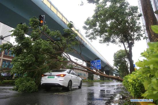 A car is covered under a fallen tree in Xiamen, southeast China's Fujian Province, Aug. 11, 2020. Typhoon Mekkhala, the sixth this year, made landfall at around 7:30 a.m. Tuesday in Zhangpu County, east China's Fujian Province, bringing gales of up to 33 meters per second near its eye, according to local meteorological authorities. (Photo by Zeng Demeng/Xinhua)