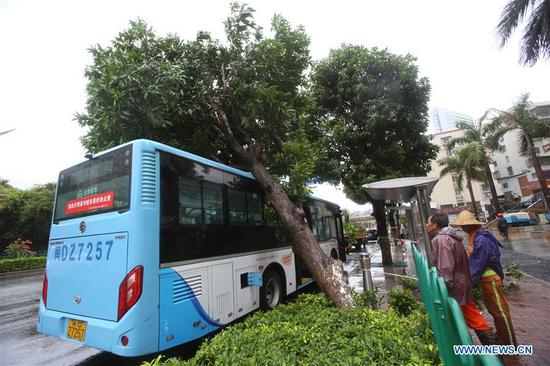 A bus is hit by a fallen tree in Xiamen, southeast China's Fujian Province, Aug. 11, 2020. Typhoon Mekkhala, the sixth this year, made landfall at around 7:30 a.m. Tuesday in Zhangpu County, east China's Fujian Province, bringing gales of up to 33 meters per second near its eye, according to local meteorological authorities. (Photo by Zeng Demeng/Xinhua)