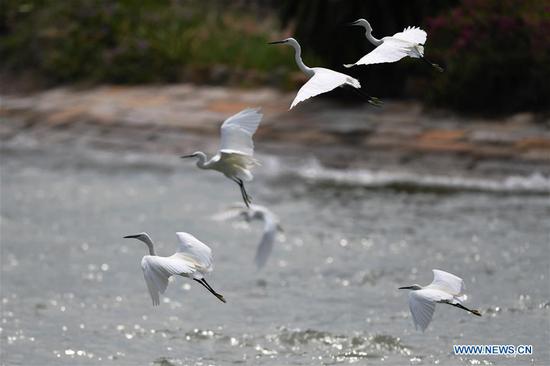 Egrets fly over the Yundang Lake in Xiamen, southeast China's Fujian Province, Sept. 20, 2020. The number of birds is on an upward trend in Xiamen as local ecological environment continues to improve. (Xinhua/Wei Peiquan)