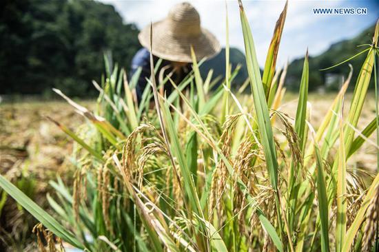 A farmer reaps rice in Muze Village of Zhongzhai Miao-Yi-Buyi Town of Liuzhi special region, Liupanshui City, southwest China's Guizhou Province, Sept. 21, 2020. A total of 120,000 mu (8,000 hectares) rice ushered in harvest season recently in Liuzhi. (Xinhua/Tao Liang)