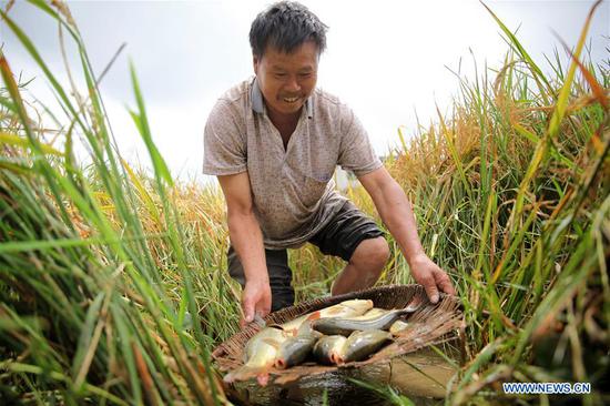 A villager shows fish caught in a paddy field at Jiefang Village of Hongshui Township, Qianxi County, southwest China's Guizhou Province, Sept. 24, 2020. People are busy harvesting rice and fish in paddy fields of the village. The green and sustainable agriculture mode, which combines culture of rice and fish, has helped significantly increase yields of local farms and income of rural residents. (Photo by Shi Kaixin/Xinhua)