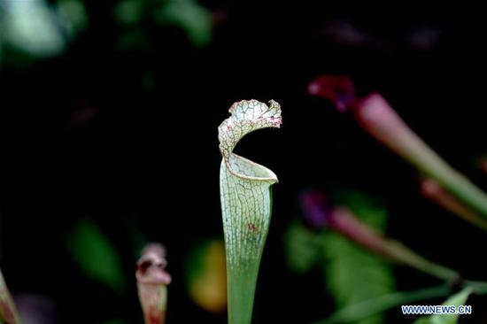 Photo taken on Oct. 11, 2020 shows the pitcher plant in Shanghai Botanical Garden in east China's Shanghai. More than 250 varieties of insectivorous plants are on display during the 2nd Insectivorous Plant Exhibition. (Xinhua/Zhang Jiansong)