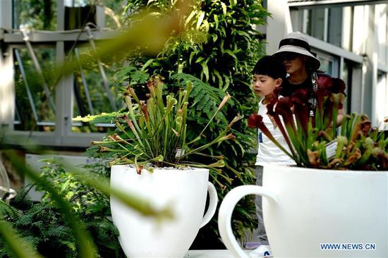 Tourists view an insectivorous plant in Shanghai Botanical Garden in east China's Shanghai, Oct. 11, 2020. More than 250 varieties of insectivorous plants are on display during the 2nd Insectivorous Plant Exhibition. (Xinhua/Zhang Jiansong)