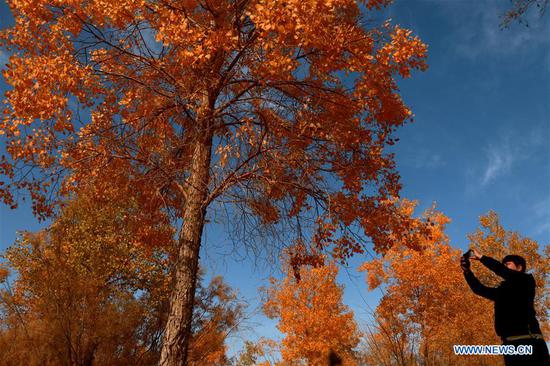 A tourist takes pictures amid the populus euphratica forest in Mogao Town of Dunhuang City, northwest China's Gansu Province, Oct. 10, 2020. (Photo by Zhang Xiaoliang/Xinhua)