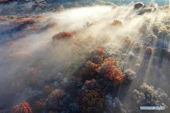 Aerial photo taken on Oct. 12, 2020 shows the autumn scenery of Daqinggou national reserve in Horqin Left Wing Rear Banner of north China's Inner Mongolia Autonomous Region. (Xinhua/Liu Yide)