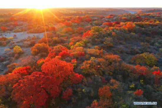 Aerial photo taken on Oct. 12, 2020 shows the autumn scenery of Daqinggou national reserve in Horqin Left Wing Rear Banner of north China's Inner Mongolia Autonomous Region. (Xinhua/Liu Yide)