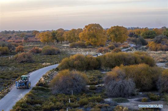 Aerial photo taken on Oct. 14, 2020 shows the autumn scenery of Shiyang River national wetland park in Wuwei, northwest China's Gansu Province. (Photo by Jiang Aiping/Xinhua)