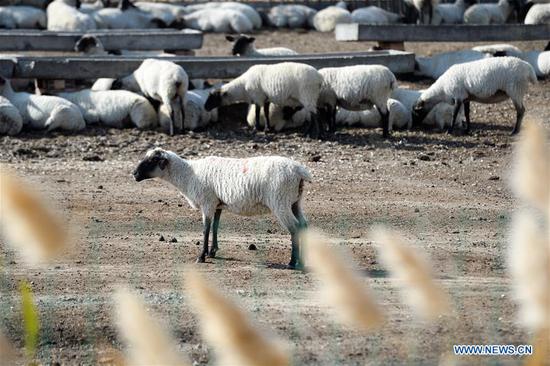 Photo taken on Oct. 19, 2020 shows a herd of Suffolk sheep at an animal husbandry company in Manas County, northwest China's Xinjiang Uygur Autonomous Region. Manas introduced Suffolk sheep in 1989. The county has accumulated experience on sheep breeding and improved the quality of its mutton products. In recent years, local people have promoted their high-quality mutton products in the market in Beijing and Shanghai via e-commerce platform to boost villagers' income. (Xinhua/Ding Lei)