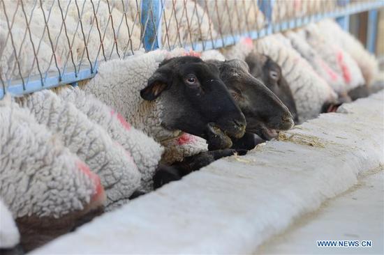 Photo taken on Oct. 19, 2020 shows a herd of Suffolk sheep at an animal husbandry company in Manas County, northwest China's Xinjiang Uygur Autonomous Region. Manas introduced Suffolk sheep in 1989. The county has accumulated experience on sheep breeding and improved the quality of its mutton products. In recent years, local people have promoted their high-quality mutton products in the market in Beijing and Shanghai via e-commerce platform to boost villagers' income. (Xinhua/Ding Lei)