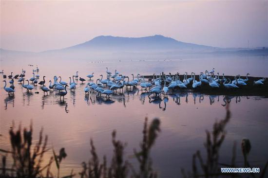 Swans are pictured at a lake in Rongcheng, east China's Shandong Province, early Oct. 26, 2020. (Photo by Wang Fudong/Xinhua)