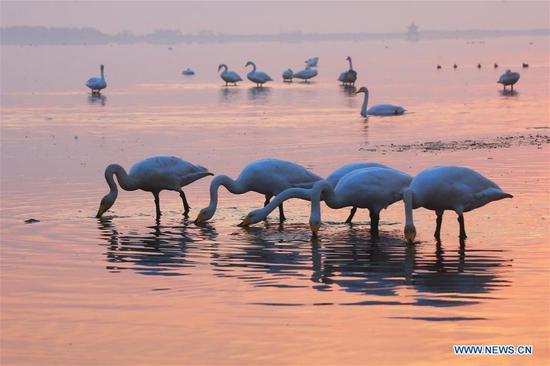 Swans are pictured at a lake in Rongcheng, east China's Shandong Province, early Oct. 26, 2020. (Photo by Wang Fudong/Xinhua)