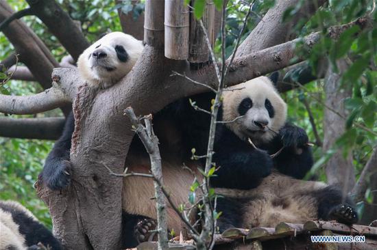 A giant panda is pictured at Chengdu Research Base of Giant Panda Breeding during a theme event marking International Panda Day in Chengdu, southwest China's Sichuan Province, Oct. 27, 2020. (Xinhua/Xu Bingjie) 