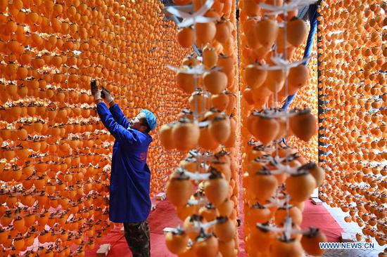  A villager cleans persimmons in Fuping county, northwest China's Shaanxi Province, Nov. 3, 2020. Local villagers lately have been busy harvesting and processing persimmons to dried snacks. With a planting area of more than 360,000 mu (24,000 hectares), the persimmon industry has boost local people's income and help 2,400 registered impoverished households to shake off poverty. (Xinhua/Tao Ming)