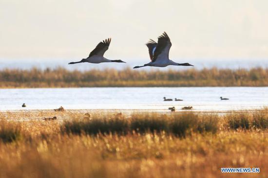  Two black-necked cranes hover over the Caohai National Nature Reserve, a popular destination among migratory birds, in Weining Yi-Hui-Miao Autonomous County, Bijie, southwest China's Guizhou Province, Nov. 16, 2020.  (Photo by Wang Chunliang/Xinhua)