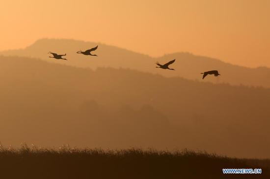  A flock of black-necked cranes hover over the Caohai National Nature Reserve, a popular destination among migratory birds, in Weining Yi-Hui-Miao Autonomous County, Bijie, southwest China's Guizhou Province, Nov. 16, 2020.  (Photo by Wang Chunliang/Xinhua)