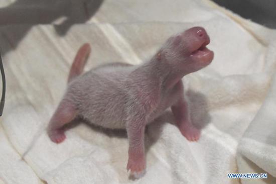 Photo taken on Nov. 22, 2020 shows a male giant panda cub at the Adventure World theme park in Shirahama, Wakayama Prefecture, Japan. A male giant panda cub has been born at a zoo in Western Japan's Wakayama Prefecture, local media reported Monday. The cub measured 20.5 centimeters long, and weighed 157 grams. It was the 17th cub delivered at the zoo. (Adventure World/Handout via Xinhua)