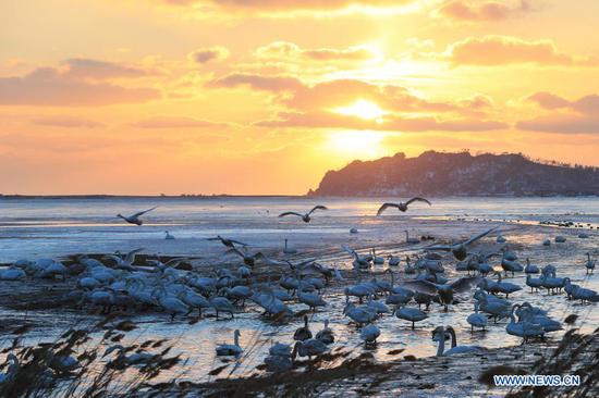 Swans are pictured during sunrise at a lake in Rongcheng, east China's Shandong Province, Jan. 16, 2021. (Photo by Wang Fudong/Xinhua) 