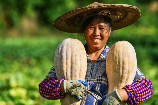 A farmer displays newly-harvested pumpkins in Xujiaba Township, Sinan County of southwest China's Guizhou Province, Aug. 12, 2020.(Xinhua/Yang Wenbin)