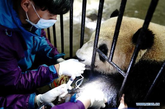  Staff members carry out a blood test for a giant panda at Shanghai Zoo in east China's Shanghai, March 1, 2021. Routine health checks are performed to ensure the physical health of the two giant pandas living at Shanghai Zoo. (Xinhua/Zhang Jiansong)