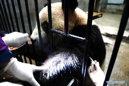 Staff members vaccinate a giant panda at Shanghai Zoo in east China's Shanghai, March 1, 2021. Routine health checks are performed to ensure the physical health of the two giant pandas living at Shanghai Zoo. (Xinhua/Zhang Jiansong)