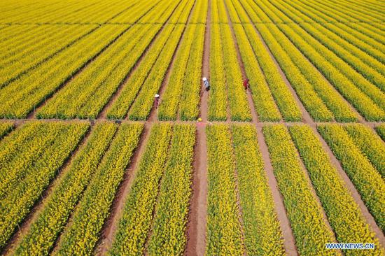 Aerial photo taken on April 14, 2021 shows farmers working in fields on a family farm in Yanglin Village of Qinyang in Jiaozuo, central China's Henan Province. (Photo by Yang Fan/Xinhua)