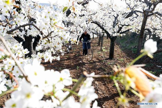 A farmer works at a pear tree garden in Wuhuling Village of Dongjiuzhai Town in Tangshan, north China's Hebei Province, April 14, 2021. (Photo by Liu Mancang/Xinhua)