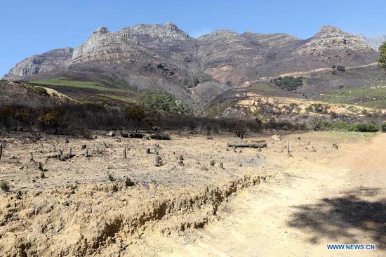 Photo taken on April 20, 2021 shows burned vegetation near Vredehoek, Cape Town, South Africa. The wildfire that broke out on South Africa's iconic Table Mountain on Sunday morning has been largely contained but the danger remains, the Western Cape provincial government said in a statement Tuesday. (Xinhua/Lyu Tianran)