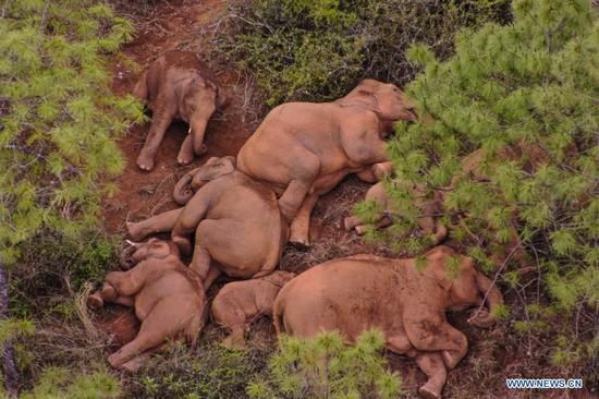 Aerial photo taken on June 14, 2021 shows a herd of wild Asian elephants in Shijie Township of Yimen County, Yuxi City, southwest China's Yunnan Province. China's famous herd of wandering elephants continued to linger in Shijie Township, authorities said. A male elephant that strayed nine days ago was about 17.4 km away from the herd, and all the 15 elephants were safe and sound, according to the headquarters in charge of monitoring their migration. (Xinhua)