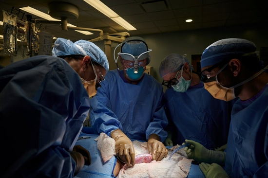 纽约一家医院的手术小组在检查一个连接在脑死亡接受者身上的猪肾脏，观察是否有排斥反应的迹象。